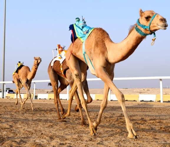 camel farm in dubai