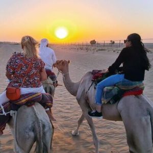 camel farm in dubai